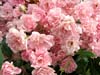 Pink Fairy Rose